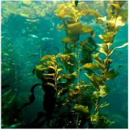 Ascophyllum nodosum