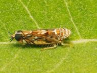 Az amerikai szőlőkabóca kifejlett egyede