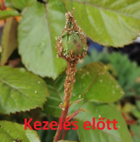 Rózsa levéltetű